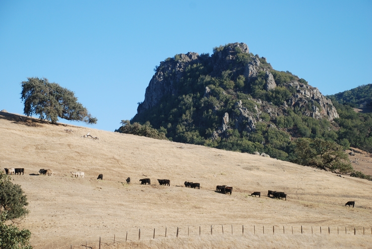 13) Cattle and Hollenbeck's Rock.JPG
